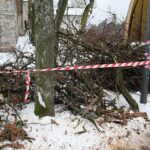 02.02.2021. Kielce. Wycinka drzew w Parku Miejskim / Wiktor Taszłow / Radio Kielce