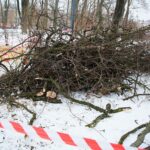 02.02.2021. Kielce. Wycinka drzew w Parku Miejskim / Wiktor Taszłow / Radio Kielce