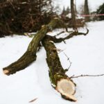 02.02.2021. Kielce. Wycinka drzew w Parku Miejskim / Wiktor Taszłow / Radio Kielce