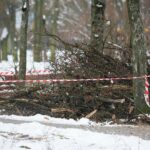 02.02.2021. Kielce. Wycinka drzew w Parku Miejskim / Wiktor Taszłow / Radio Kielce