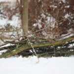 02.02.2021. Kielce. Wycinka drzew w Parku Miejskim / Wiktor Taszłow / Radio Kielce