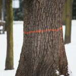 02.02.2021. Kielce. Wycinka drzew w Parku Miejskim / Wiktor Taszłow / Radio Kielce