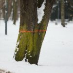 02.02.2021. Kielce. Wycinka drzew w Parku Miejskim / Wiktor Taszłow / Radio Kielce