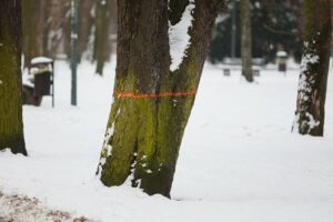 02.02.2021. Kielce. Wycinka drzew w Parku Miejskim / Wiktor Taszłow / Radio Kielce