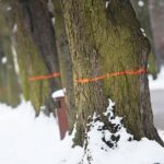 02.02.2021. Kielce. Wycinka drzew w Parku Miejskim / Wiktor Taszłow / Radio Kielce