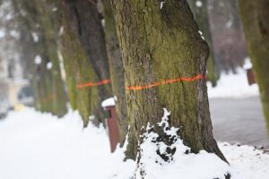 02.02.2021. Kielce. Wycinka drzew w Parku Miejskim / Wiktor Taszłow / Radio Kielce