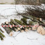 02.02.2021. Kielce. Wycinka drzew w Parku Miejskim / Wiktor Taszłow / Radio Kielce