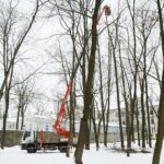 02.02.2021. Kielce. Wycinka drzew w Parku Miejskim / Wiktor Taszłow / Radio Kielce