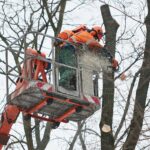 02.02.2021. Kielce. Wycinka drzew w Parku Miejskim / Wiktor Taszłow / Radio Kielce