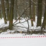 02.02.2021. Kielce. Wycinka drzew w Parku Miejskim / Wiktor Taszłow / Radio Kielce