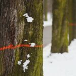 02.02.2021. Kielce. Wycinka drzew w Parku Miejskim / Wiktor Taszłow / Radio Kielce