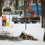 02.02.2021. Kielce. Wycinka drzew w Parku Miejskim / Wiktor Taszłow / Radio Kielce