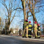 05.02.2021. Kielce. Wycięcie drzewa w parku miejskim / Wiktor Taszłow / Radio Kielce