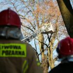 05.02.2021. Kielce. Wycięcie drzewa w parku miejskim / Wiktor Taszłow / Radio Kielce