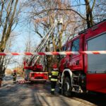 05.02.2021. Kielce. Wycięcie drzewa w parku miejskim / Wiktor Taszłow / Radio Kielce