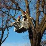 05.02.2021. Kielce. Wycięcie drzewa w parku miejskim / Wiktor Taszłow / Radio Kielce