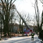 05.02.2021. Kielce. Wycięcie drzewa w parku miejskim / Wiktor Taszłow / Radio Kielce