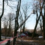 05.02.2021. Kielce. Wycięcie drzewa w parku miejskim / Wiktor Taszłow / Radio Kielce