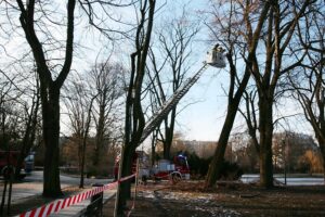 05.02.2021. Kielce. Wycięcie drzewa w parku miejskim / Wiktor Taszłow / Radio Kielce