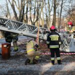 05.02.2021. Kielce. Wycięcie drzewa w parku miejskim / Wiktor Taszłow / Radio Kielce