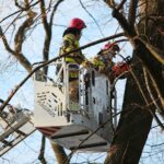 05.02.2021. Kielce. Wycięcie drzewa w parku miejskim / Wiktor Taszłow / Radio Kielce