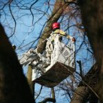 05.02.2021. Kielce. Wycięcie drzewa w parku miejskim / Wiktor Taszłow / Radio Kielce