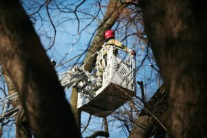 05.02.2021. Kielce. Wycięcie drzewa w parku miejskim / Wiktor Taszłow / Radio Kielce