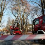 05.02.2021. Kielce. Wycięcie drzewa w parku miejskim / Wiktor Taszłow / Radio Kielce