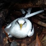 Seszele / Danuta Rasała