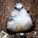 Seszele / Danuta Rasała