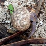 Seszele / Danuta Rasała