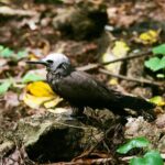 Seszele / Danuta Rasała