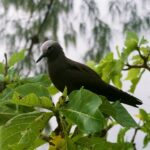 Seszele / Danuta Rasała