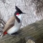 Seszele / Danuta Rasała