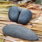 Seszele / Danuta Rasała