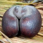 Seszele / Danuta Rasała