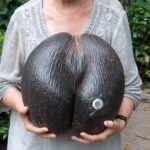 Seszele / Danuta Rasała