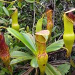 Seszele / Danuta Rasała