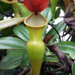 Seszele / Danuta Rasała