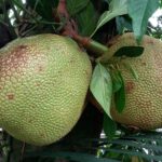 Seszele / Danuta Rasała