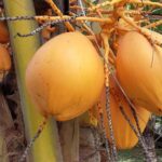 Seszele / Danuta Rasała