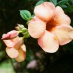 Seszele / Danuta Rasała