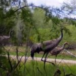 04.03.2021. Nietypowe ujęcia z leśnych fotopułapek / Nadleśnictwo Barycz