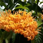 Seszele / Danuta Rasała