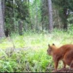 04.03.2021. Nietypowe ujęcia z leśnych fotopułapek / Nadleśnictwo Barycz