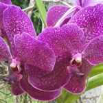 Seszele / Danuta Rasała