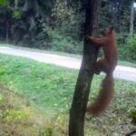 04.03.2021. Nietypowe ujęcia z leśnych fotopułapek / Nadleśnictwo Barycz