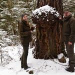 Inwentaryzacja drzew w świętokrzyskich lasach / Nadleśnictwo Daleszyce