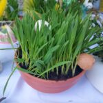 26.03.2021 Sandomierz. Charytatywny kiermasz w Zespole Szkół Centrum Kształcenia Rolniczego / Grażyna Szlęzak-Wójcik / Radio Kielce