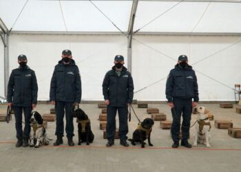 Picasa / Radio Opole